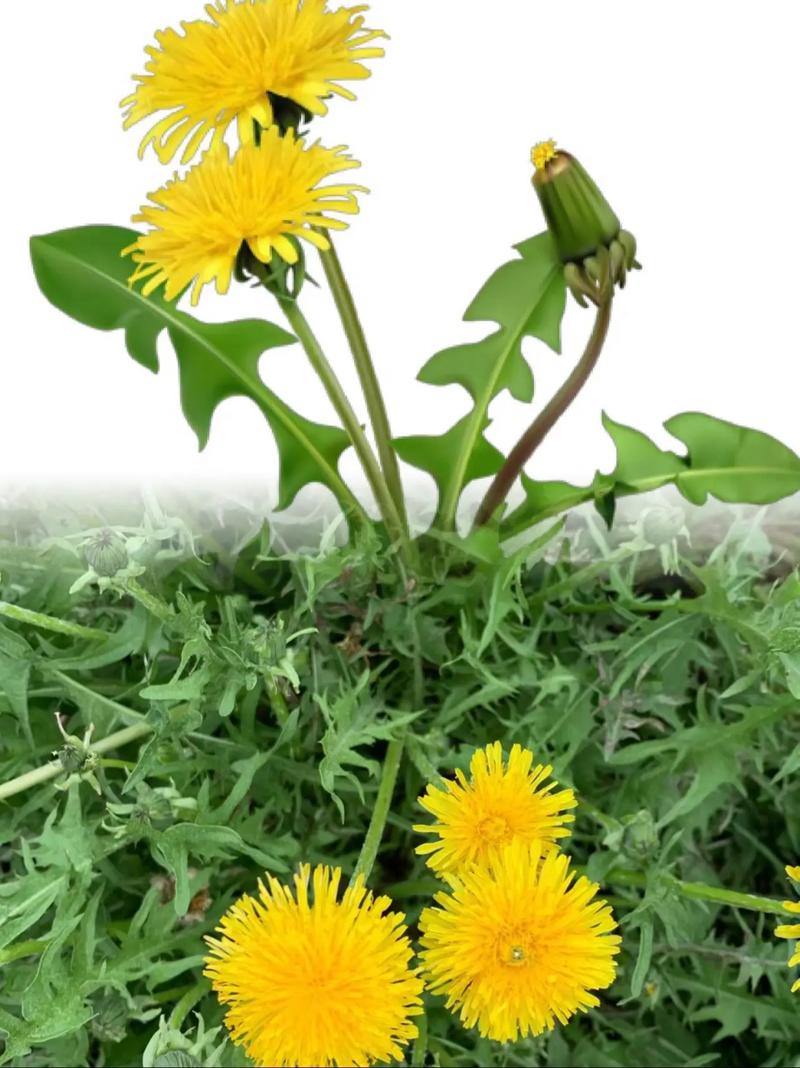 蒲公英图片，蒲公英图片代表什么？-第4张图片-优品飞百科