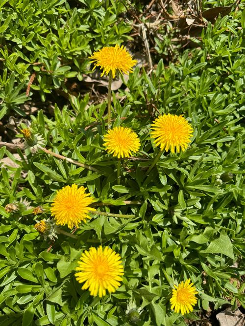 蒲公英图片，蒲公英图片代表什么？-第5张图片-优品飞百科