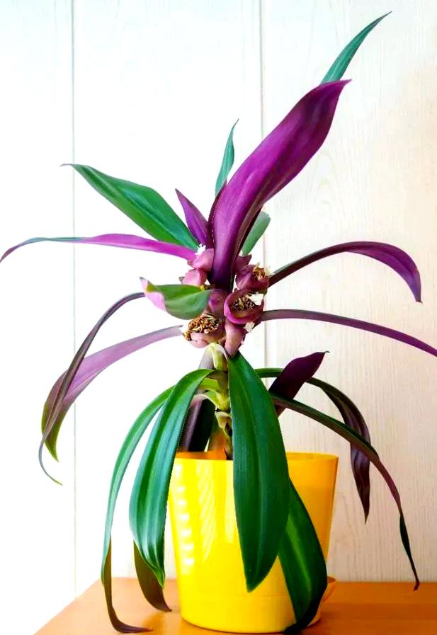 蚌兰花的养殖方法和注意事项？蚌珠怎么养殖？-第2张图片-优品飞百科