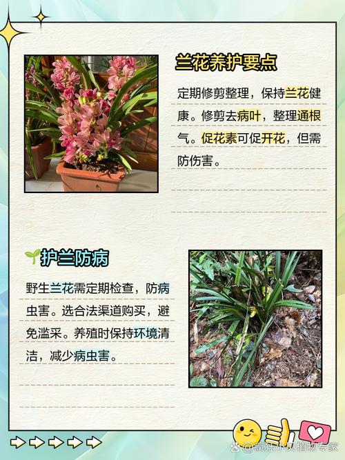 蚌兰花的养殖方法和注意事项？蚌珠怎么养殖？-第1张图片-优品飞百科