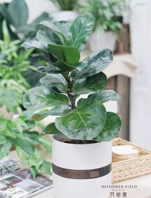 琴叶榕的功效和作用?琴叶榕有什么寓意吗琴叶榕的风水作用及禁忌介绍?-第1张图片-优品飞百科 琴叶榕的功效和作用?琴叶榕有什么寓意吗琴叶榕的风水作用及禁忌介绍?-第1张图片-优品飞百科