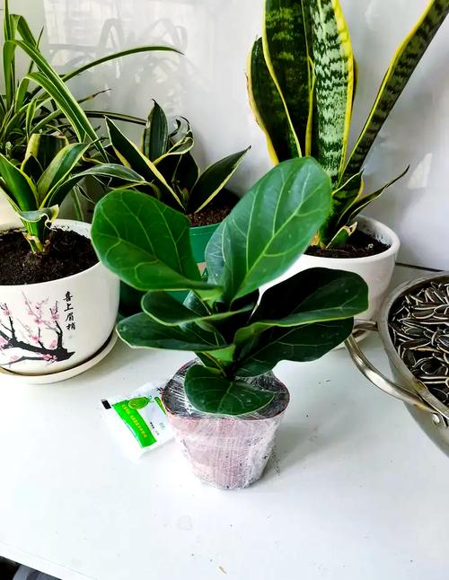 琴叶榕的功效和作用?琴叶榕有什么寓意吗琴叶榕的风水作用及禁忌介绍?-第2张图片-优品飞百科 琴叶榕的功效和作用?琴叶榕有什么寓意吗琴叶榕的风水作用及禁忌介绍?-第2张图片-优品飞百科