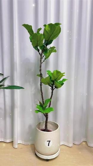 琴叶榕的功效和作用?琴叶榕有什么寓意吗琴叶榕的风水作用及禁忌介绍?-第3张图片-优品飞百科 琴叶榕的功效和作用?琴叶榕有什么寓意吗琴叶榕的风水作用及禁忌介绍?-第3张图片-优品飞百科