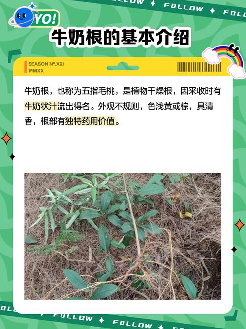 琴叶榕的功效和作用?琴叶榕有什么寓意吗琴叶榕的风水作用及禁忌介绍?-第4张图片-优品飞百科 琴叶榕的功效和作用?琴叶榕有什么寓意吗琴叶榕的风水作用及禁忌介绍?-第4张图片-优品飞百科