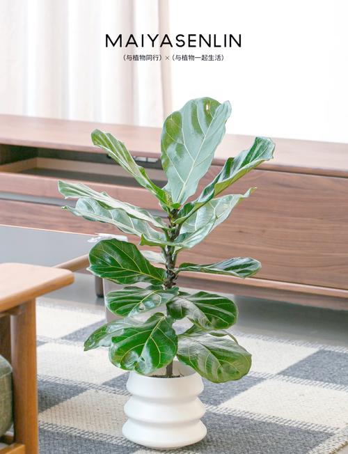 琴叶榕的功效和作用?琴叶榕有什么寓意吗琴叶榕的风水作用及禁忌介绍?-第6张图片-优品飞百科 琴叶榕的功效和作用?琴叶榕有什么寓意吗琴叶榕的风水作用及禁忌介绍?-第6张图片-优品飞百科