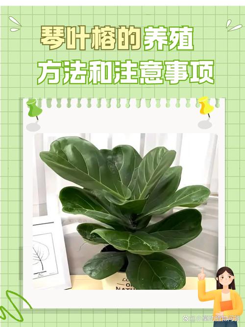 琴叶榕的功效和作用?琴叶榕有什么寓意吗琴叶榕的风水作用及禁忌介绍?-第7张图片-优品飞百科 琴叶榕的功效和作用?琴叶榕有什么寓意吗琴叶榕的风水作用及禁忌介绍?-第7张图片-优品飞百科