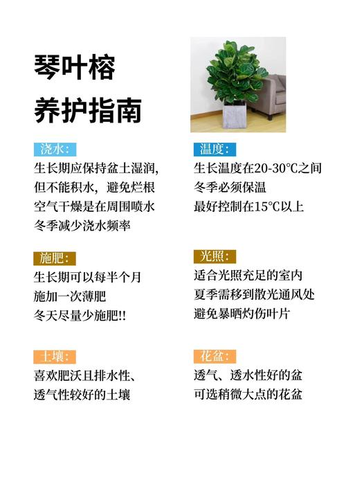 琴叶榕的功效和作用?琴叶榕有什么寓意吗琴叶榕的风水作用及禁忌介绍?-第8张图片-优品飞百科 琴叶榕的功效和作用?琴叶榕有什么寓意吗琴叶榕的风水作用及禁忌介绍?-第8张图片-优品飞百科