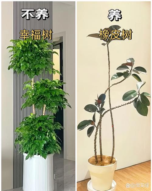 弹簧草的家居摆放？弹簧草夏天的养殖方法？-第1张图片-优品飞百科