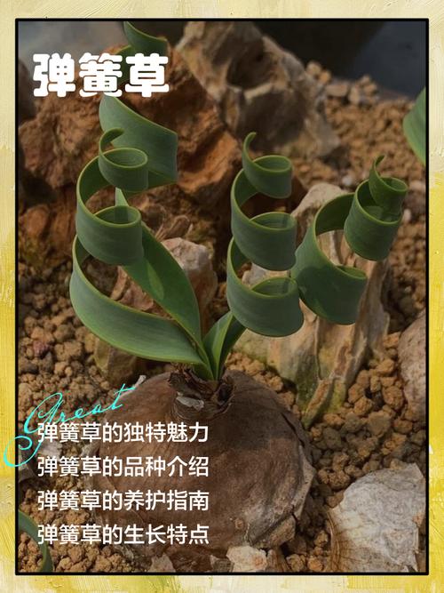 弹簧草的家居摆放？弹簧草夏天的养殖方法？-第2张图片-优品飞百科