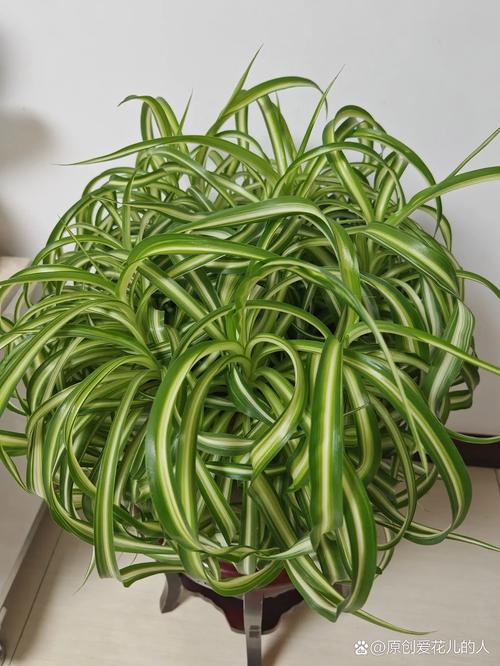 弹簧草的家居摆放？弹簧草夏天的养殖方法？-第3张图片-优品飞百科