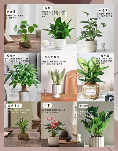 夜来香可以放在卧室吗，夜来香可以放在房间吗-第1张图片-优品飞百科