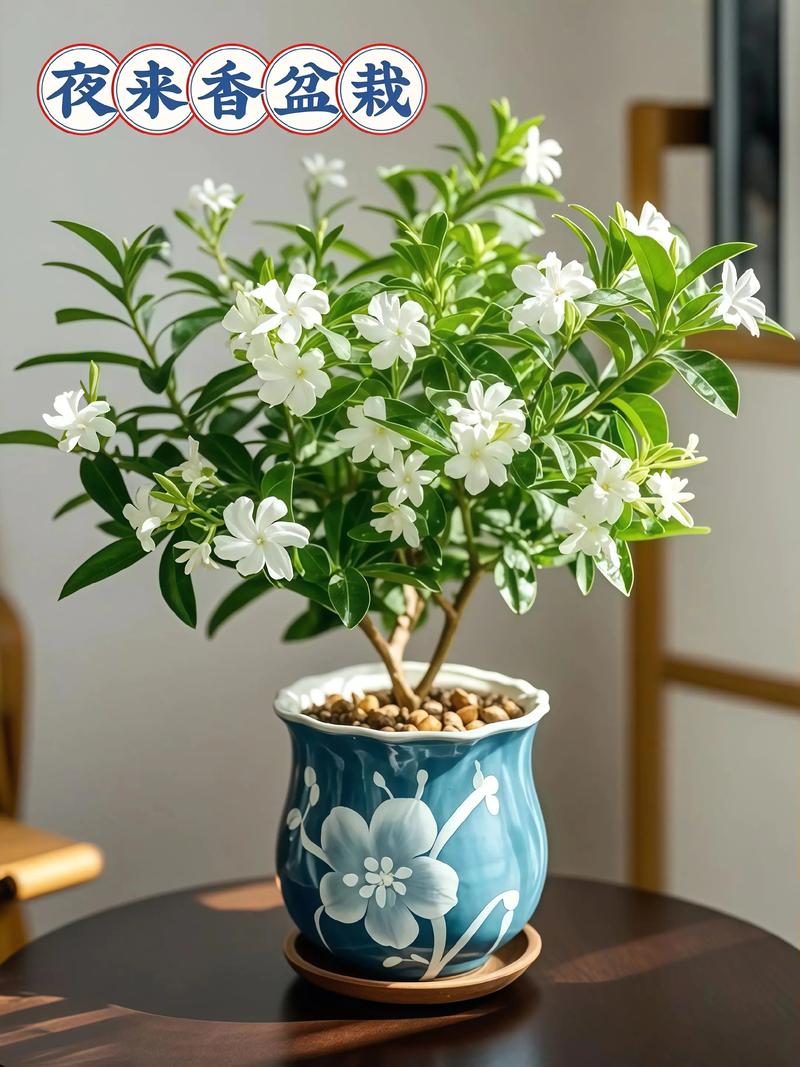 夜来香可以放在卧室吗，夜来香可以放在房间吗-第2张图片-优品飞百科