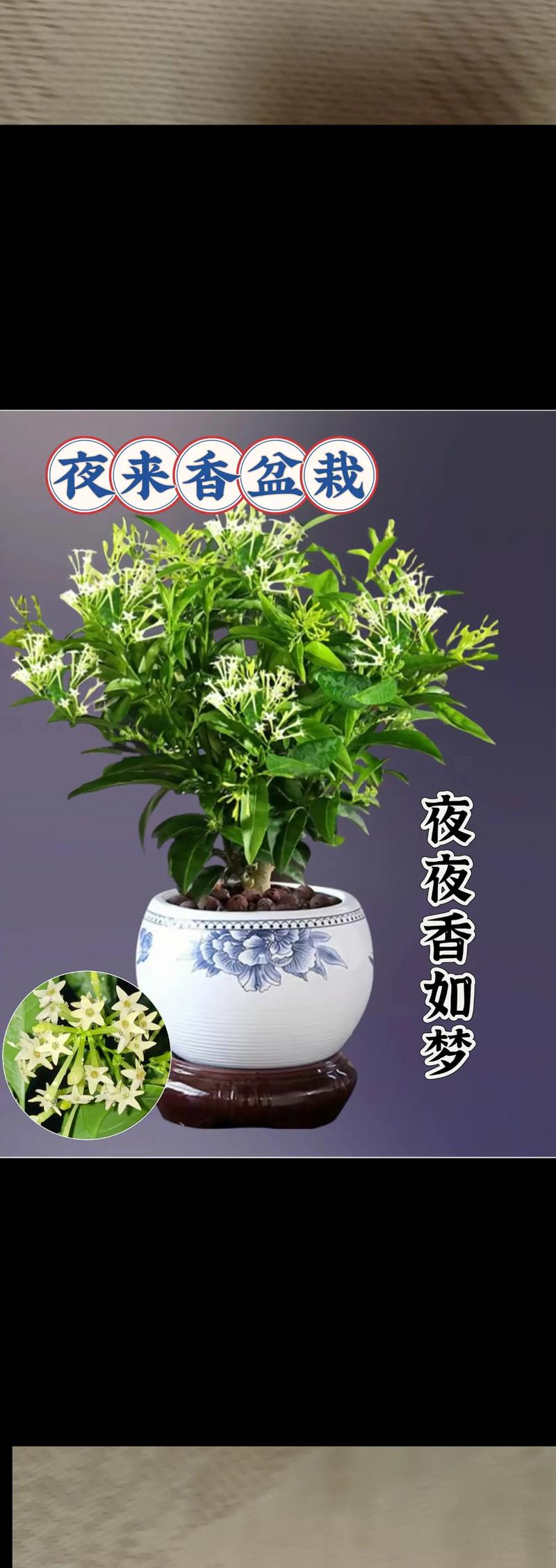 夜来香可以放在卧室吗，夜来香可以放在房间吗-第3张图片-优品飞百科