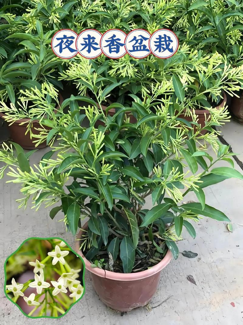 夜来香可以放在卧室吗，夜来香可以放在房间吗-第4张图片-优品飞百科