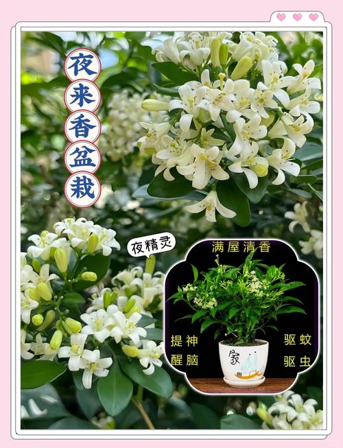 夜来香可以放在卧室吗，夜来香可以放在房间吗-第5张图片-优品飞百科