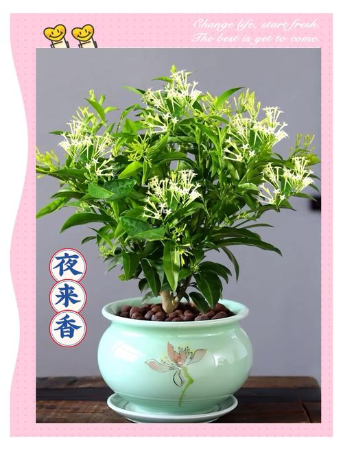 夜来香可以放在卧室吗，夜来香可以放在房间吗-第7张图片-优品飞百科