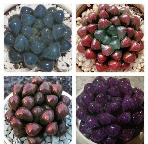 冰灯玉露的花语和传说？冰灯玉露简介？-第1张图片-优品飞百科