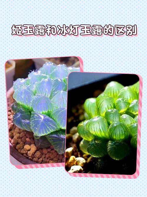 冰灯玉露的花语和传说？冰灯玉露简介？-第3张图片-优品飞百科