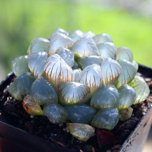 冰灯玉露的花语和传说？冰灯玉露简介？-第4张图片-优品飞百科