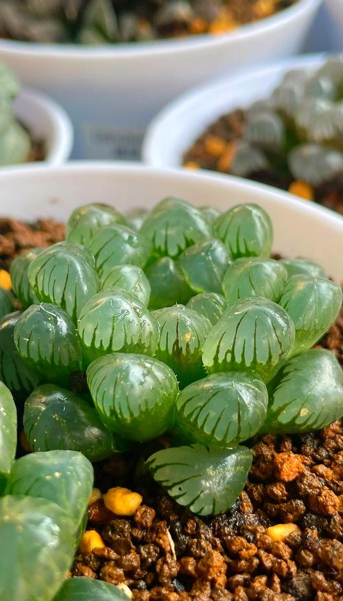 冰灯玉露的花语和传说？冰灯玉露简介？-第5张图片-优品飞百科