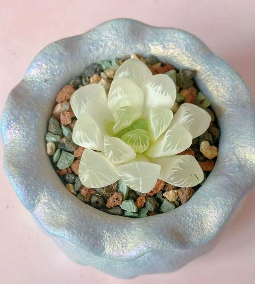 冰灯玉露的花语和传说？冰灯玉露简介？-第6张图片-优品飞百科