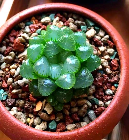 冰灯玉露的花语和传说？冰灯玉露简介？-第7张图片-优品飞百科