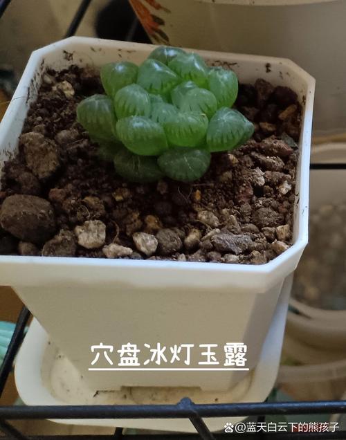 冰灯玉露的花语和传说？冰灯玉露简介？-第8张图片-优品飞百科