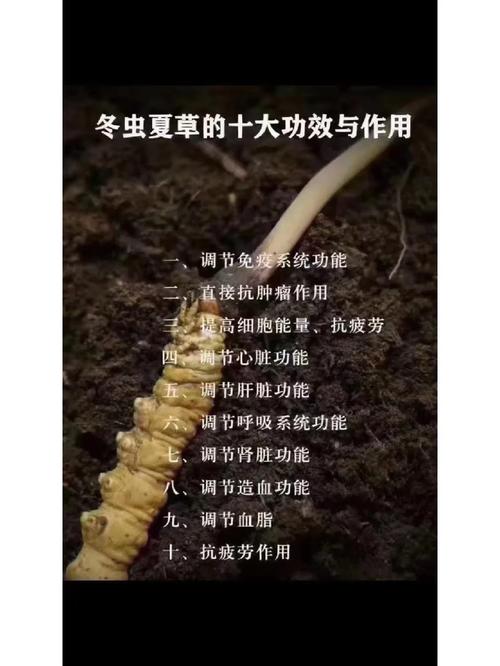冬虫夏草的功效与作用,人工冬虫夏草的功效与作用?-第3张图片-优品飞百科 冬虫夏草的功效与作用,人工冬虫夏草的功效与作用?-第3张图片-优品飞百科