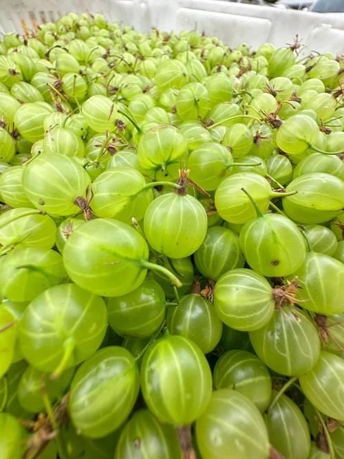 鹅莓的食用方法，鹅莓的功效与作用禁忌-第1张图片-优品飞百科