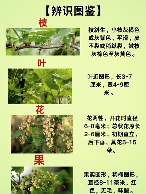 鹅莓的食用方法，鹅莓的功效与作用禁忌-第2张图片-优品飞百科