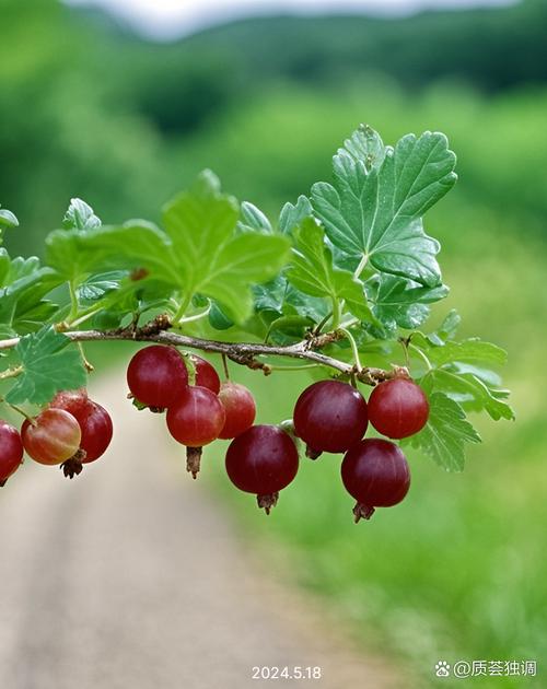 鹅莓的食用方法，鹅莓的功效与作用禁忌-第3张图片-优品飞百科