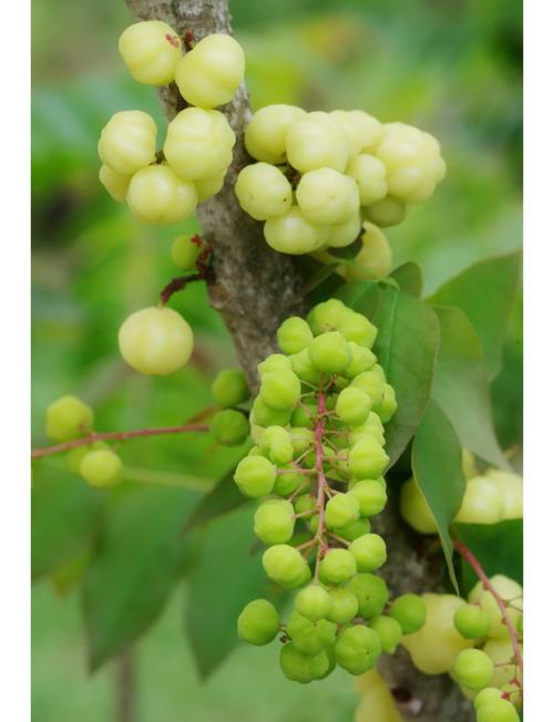 鹅莓的食用方法，鹅莓的功效与作用禁忌-第5张图片-优品飞百科