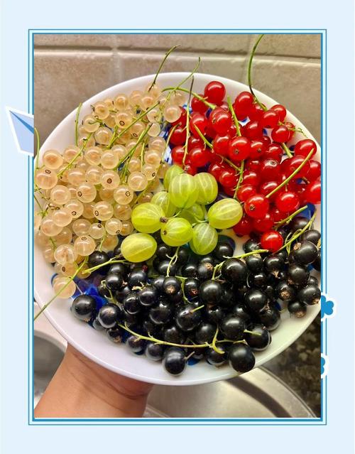 鹅莓的食用方法，鹅莓的功效与作用禁忌-第4张图片-优品飞百科