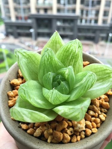 京之华锦的养殖方法和注意事项，京之华锦怎么养？-第1张图片-优品飞百科