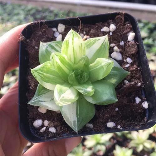 京之华锦的养殖方法和注意事项，京之华锦怎么养？-第2张图片-优品飞百科