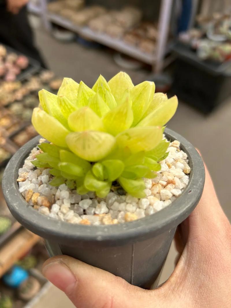 京之华锦的养殖方法和注意事项，京之华锦怎么养？-第4张图片-优品飞百科