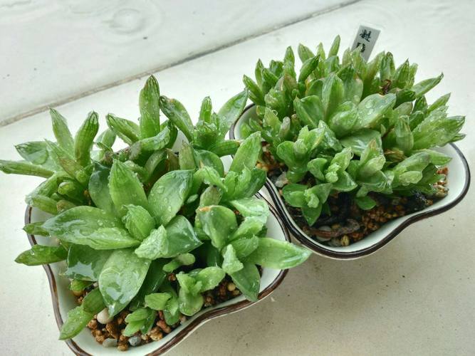 京之华锦的养殖方法和注意事项，京之华锦怎么养？-第5张图片-优品飞百科