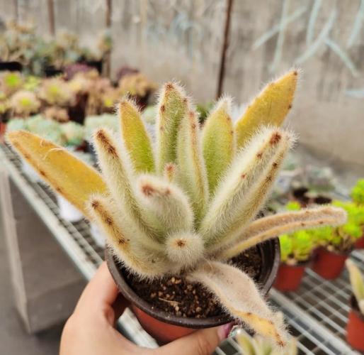 京之华锦的养殖方法和注意事项，京之华锦怎么养？-第6张图片-优品飞百科