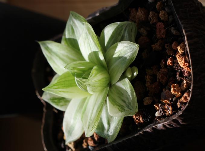 京之华锦的养殖方法和注意事项，京之华锦怎么养？-第7张图片-优品飞百科