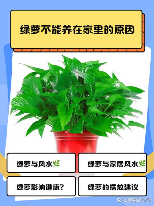 绿萝是能招鬼吗？绿萝招邪吗？-第1张图片-优品飞百科