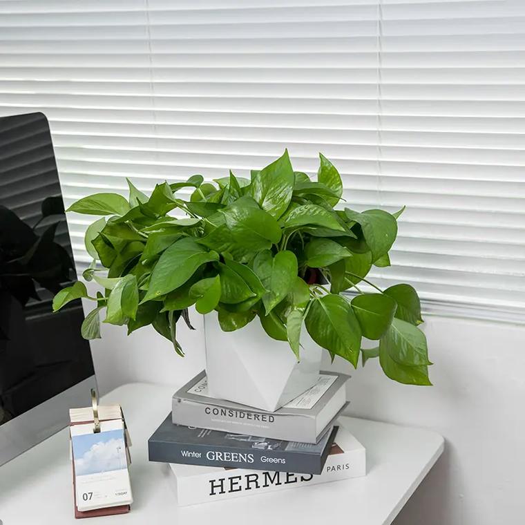 绿萝是能招鬼吗？绿萝招邪吗？-第2张图片-优品飞百科