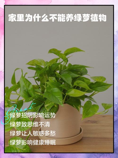 绿萝是能招鬼吗？绿萝招邪吗？-第3张图片-优品飞百科
