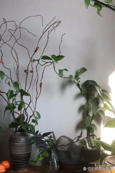 绿萝是能招鬼吗？绿萝招邪吗？-第4张图片-优品飞百科