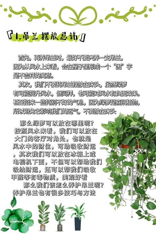 绿萝是能招鬼吗？绿萝招邪吗？-第5张图片-优品飞百科