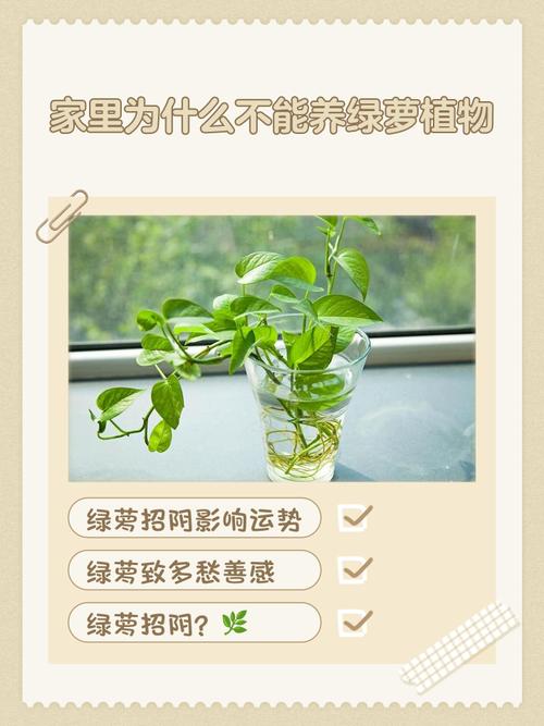 绿萝是能招鬼吗？绿萝招邪吗？-第6张图片-优品飞百科