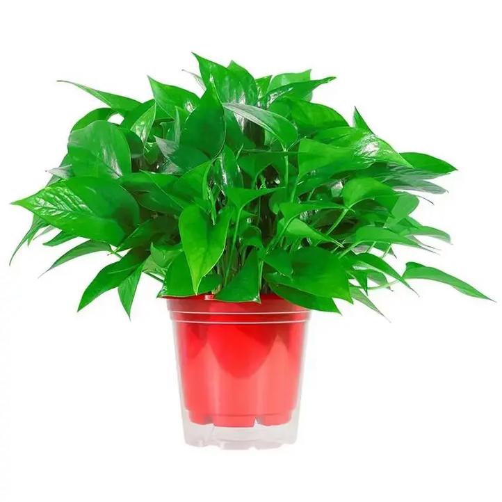 绿萝是能招鬼吗？绿萝招邪吗？-第7张图片-优品飞百科