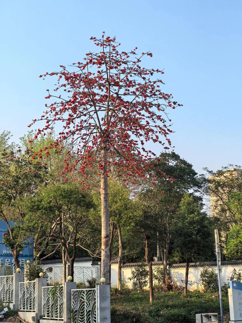 木棉树象征什么，什么时候开？木棉树代表什么象征意义？-第1张图片-优品飞百科
