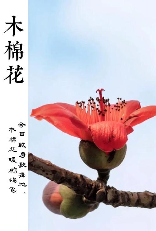 木棉树象征什么，什么时候开？木棉树代表什么象征意义？-第2张图片-优品飞百科