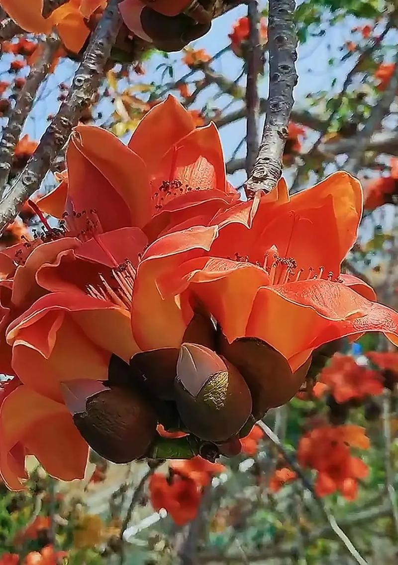 木棉树象征什么，什么时候开？木棉树代表什么象征意义？-第3张图片-优品飞百科