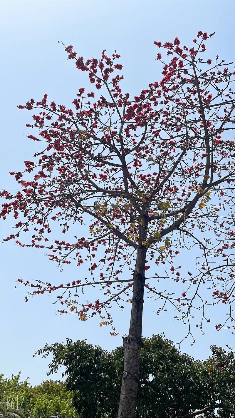 木棉树象征什么，什么时候开？木棉树代表什么象征意义？-第4张图片-优品飞百科